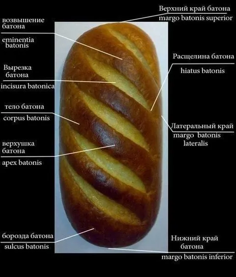 Анатомия батона