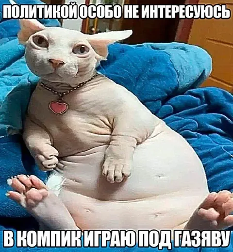 Кот играет в компики под газяву