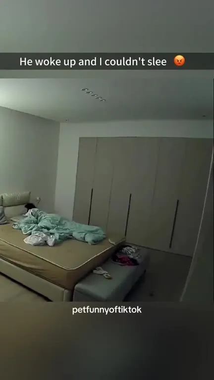 Cats Won’t Let Their Owner Sleep