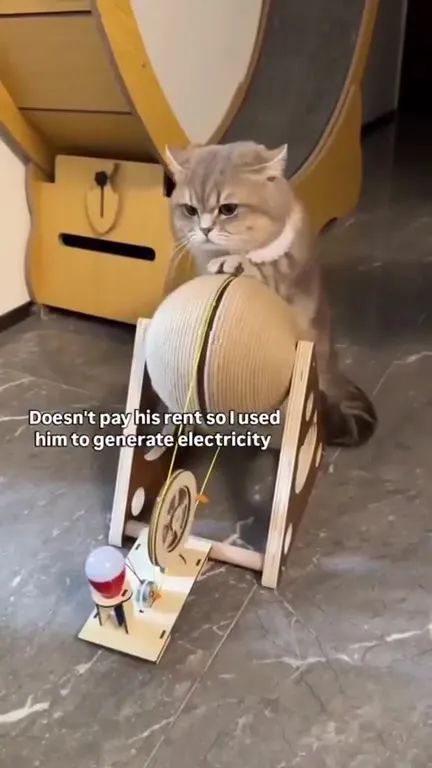 Cat-Powered Electricity Generator