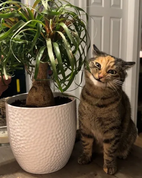 Кот рядом с комнатным растением