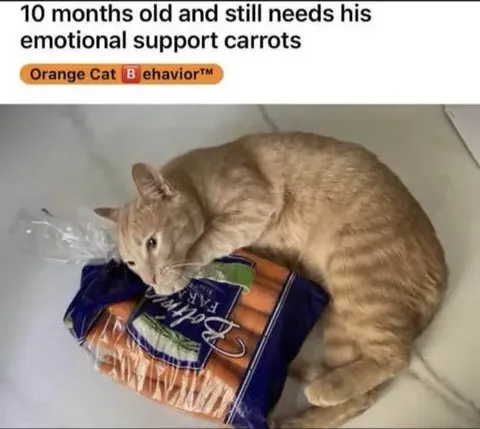 Cat Needs Emotional Support Carrots