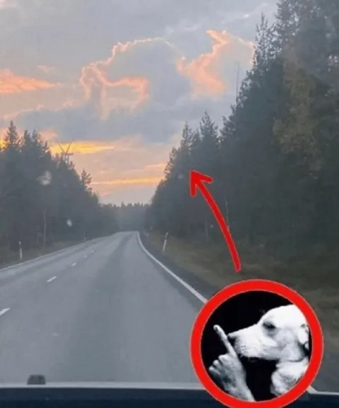 Смотри, там собака в облаках