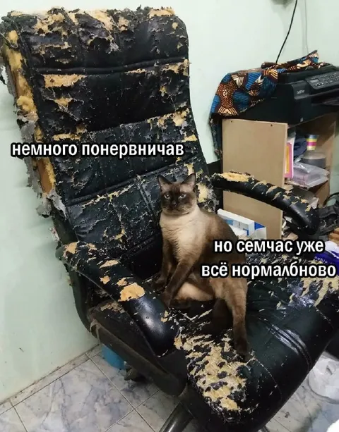 Кот немного понервничал