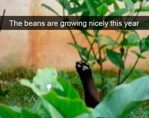 Beans Growing Nicely