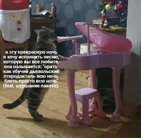 Кот поёт всю ночь