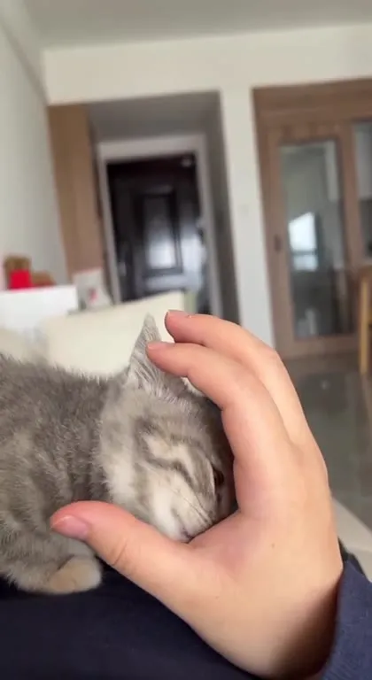 Котёнок нежно кусает палец