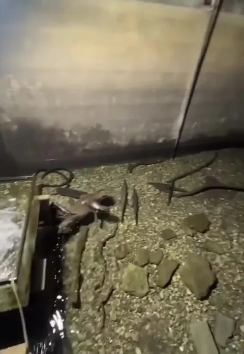 Странные угри в воде