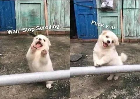 Wait Stop Scrolling Dog