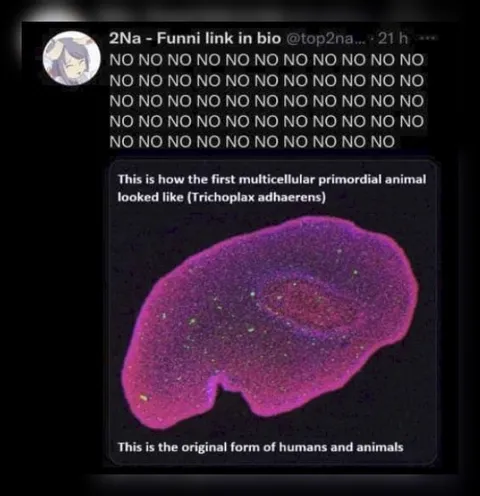 Original Form of Humans and Animals