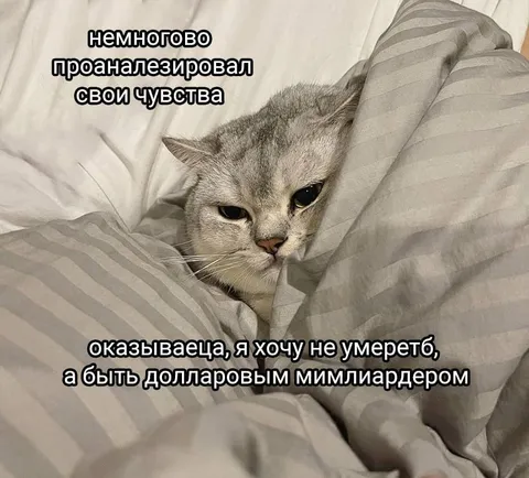Кот хочет стать долларовым миллиардером