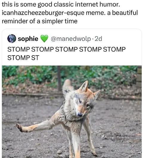 Stomp Stomp Coyote Meme