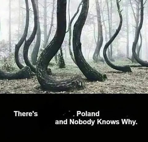 Mysterious Trees in Poland