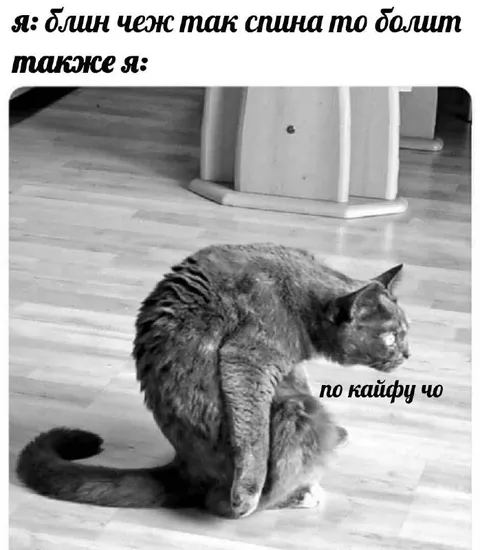 Кот, у которого болит спина