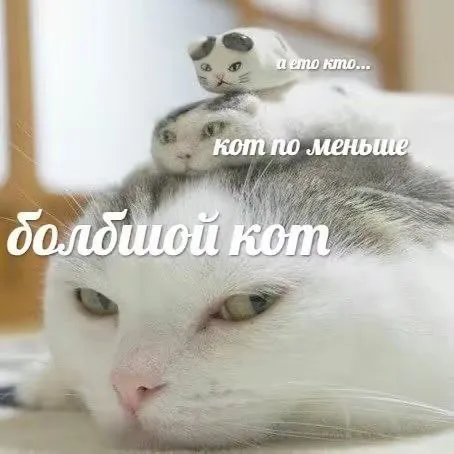 Большой кот и кот по меньше