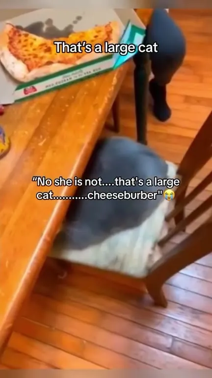That’s a Large Cat Cheeseburger