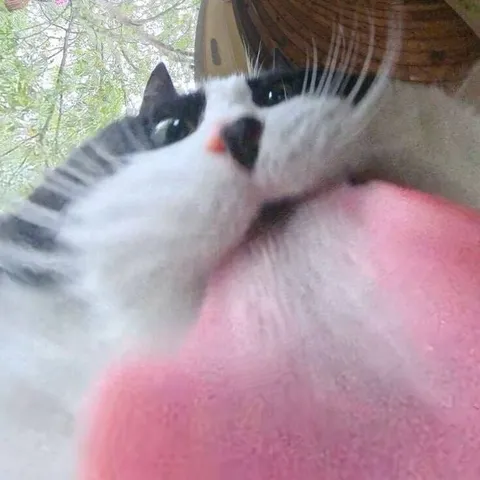 Кот слишком близко к камере