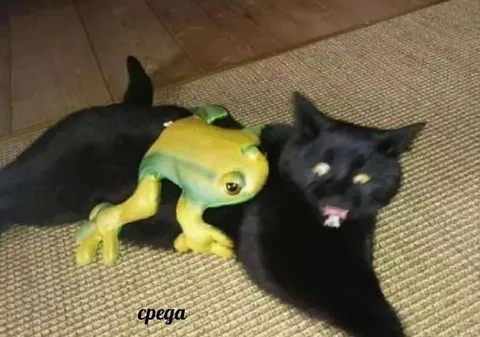 Среда с лягушкой и котом