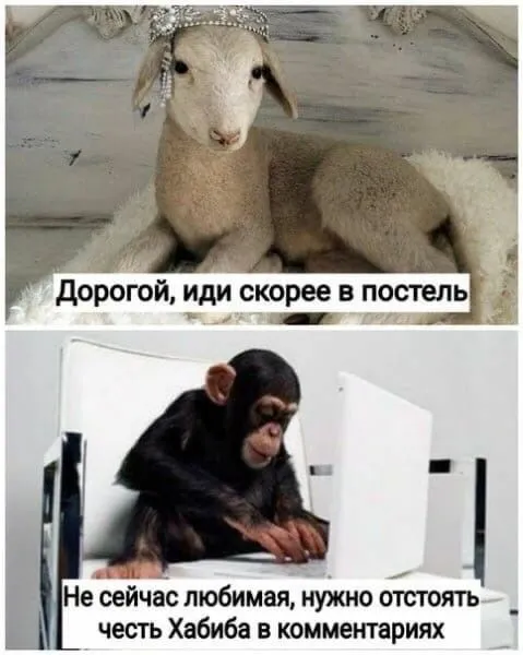 Отстоять честь Хабиба