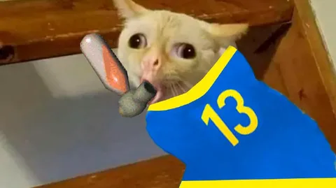 Кот с номером 13