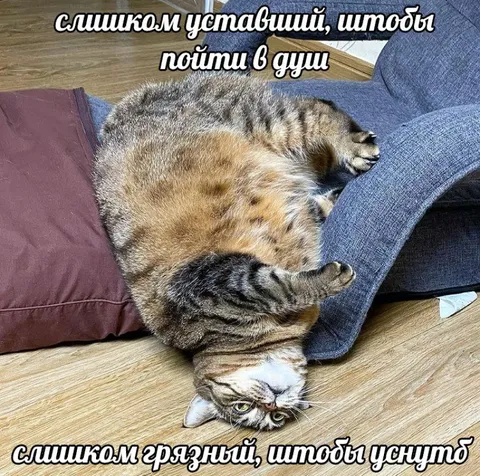 Слишком уставший и грязный кот