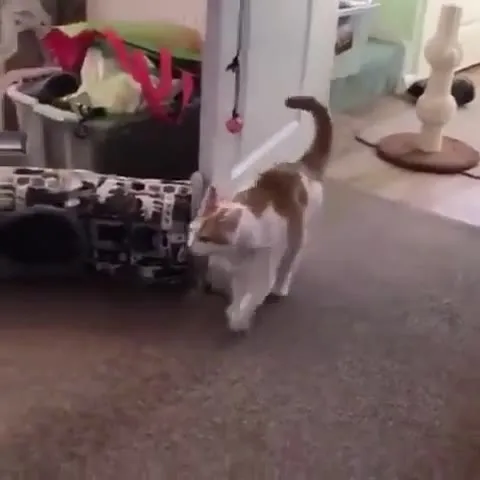 Кот эффектно падает на ковёр