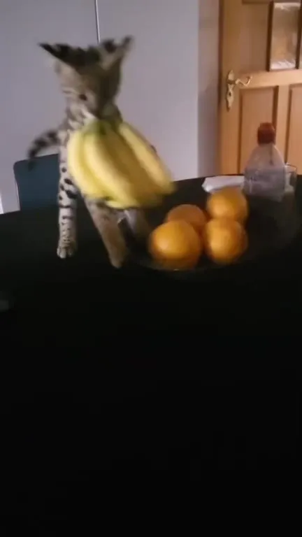 Кот крадёт бананы и убегает