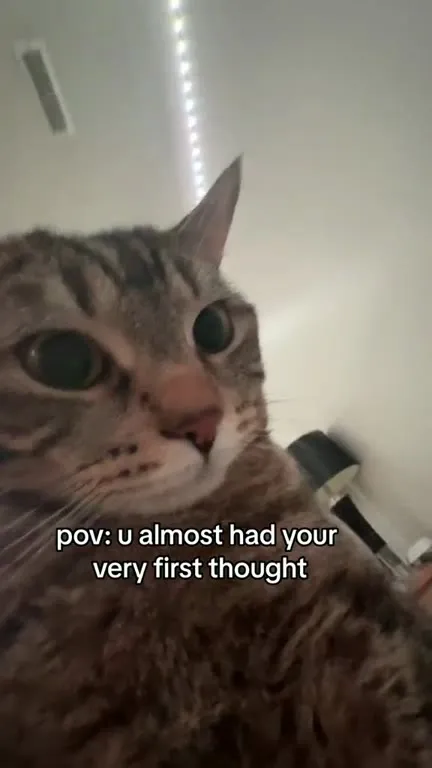 Cat Almost Has a Thought