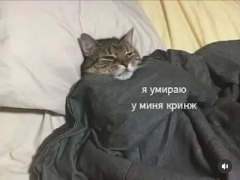 Кот умирает от кринжа