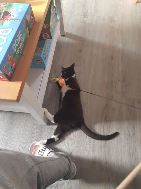 Katze beim Spielen erwischt