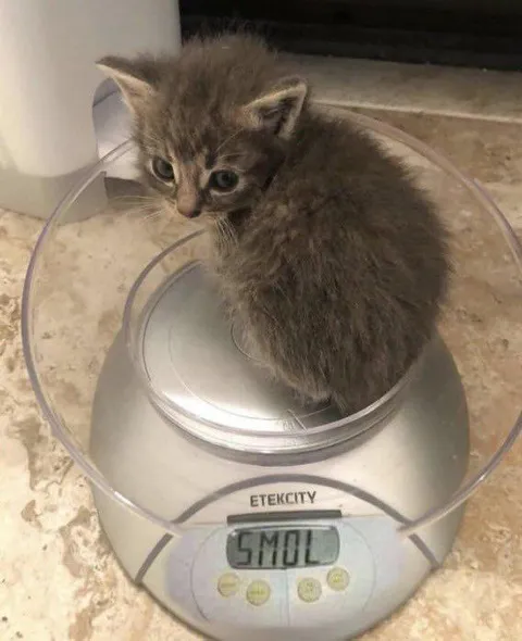 Котёнок весом в пять молей