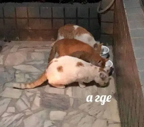 Cats Eating at the Same Time