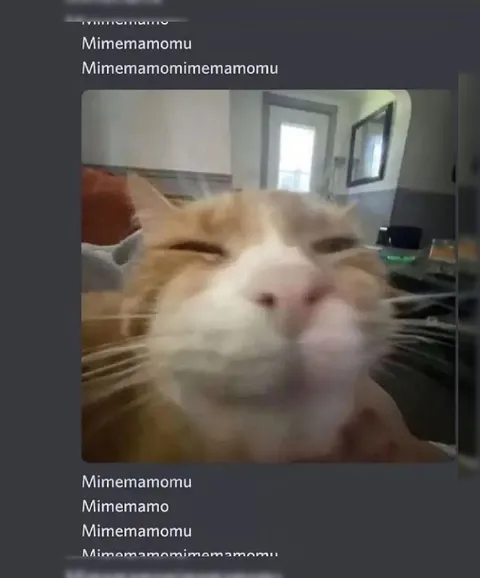Кот поёт мимемамому
