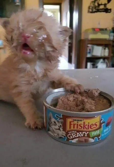 Crying Cat Wants Gravy
