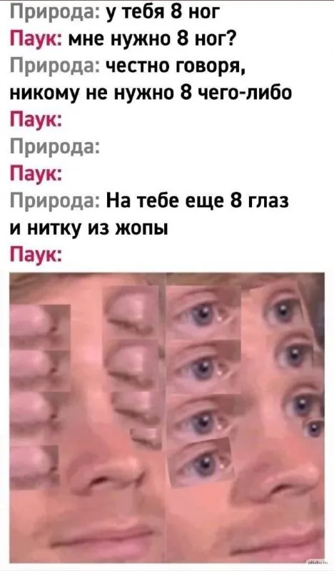 Паук получил восемь глаз