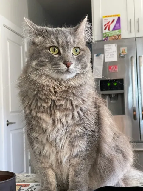 Серьёзный кот на кухне