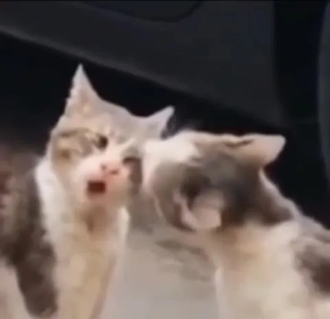 Кот кричит рядом с другим котом
