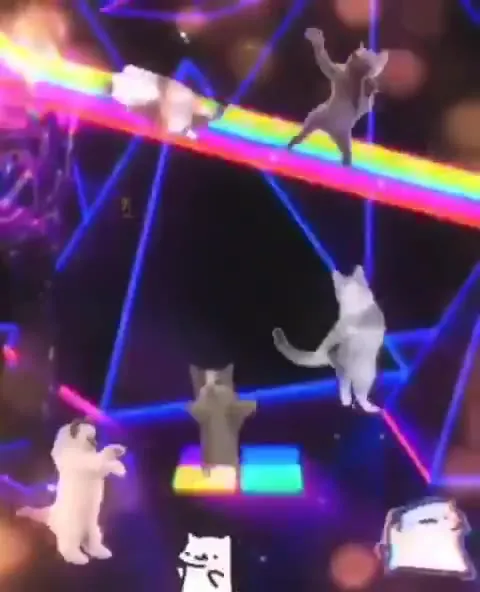 Cats Dancing Toward the Psych Ward