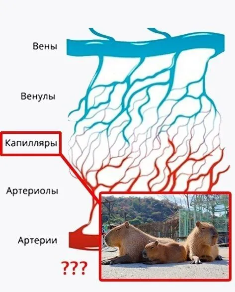 Капилляры и капибары