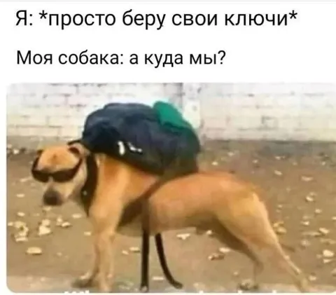 Собака уже готова выходить