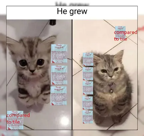 He Grew Compared to Tile