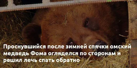 Омский медведь Фома снова спит