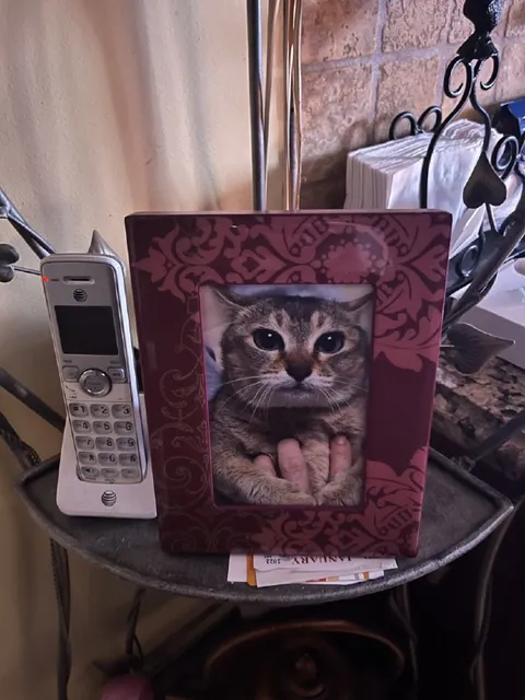 Кот в фоторамке