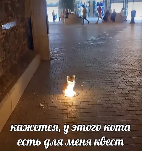 Кот с квестом для меня