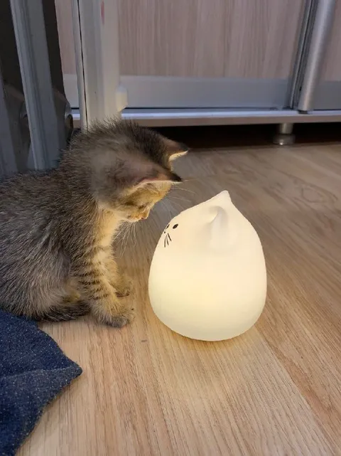 Кот знакомится с лампой-котом