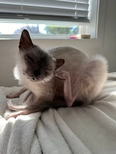 Кот чешется на пледе