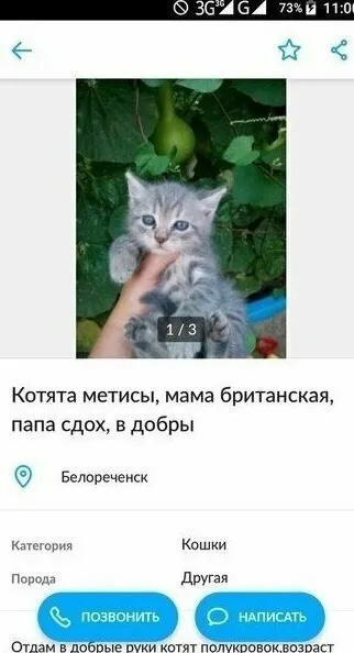 Котята метисы с папой-сдохом