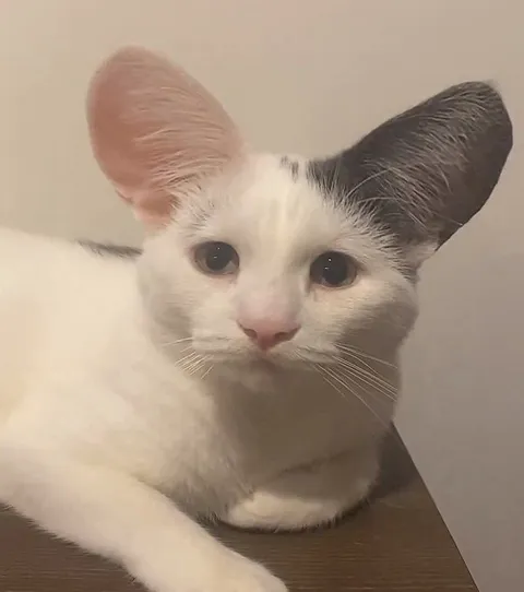 Кот с огромными ушами
