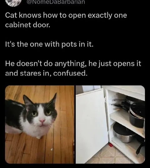 Cat Opens the Pots Cabinet