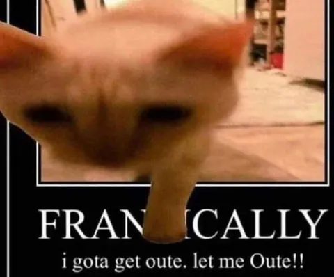 Cat Wants Out Immediately